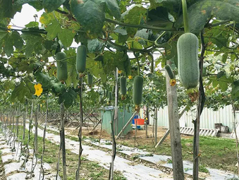 純淨珍貴絲瓜天然原液 造就中埔鄉「綠色奇蹟」